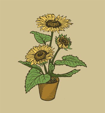 Tencerede üç renkli sarı sonflower.