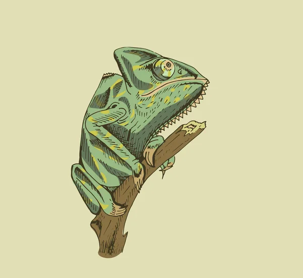 Hand Drawn Green Chameleon Sitting Branch — Stock Vector