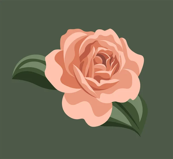 Beżowa Róża Herbata Rozkwicie Wszystkie Odcienie Ciała Kwiat Kwiatach — Wektor stockowy