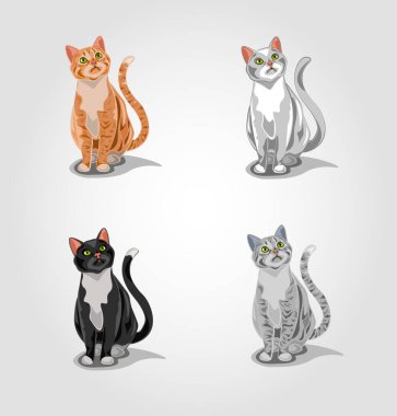 Bir grup soyutlanmış kedi. Gri tekir kedi, kırmızı tekir kedi, beyaz kedi ve siyah kedi.