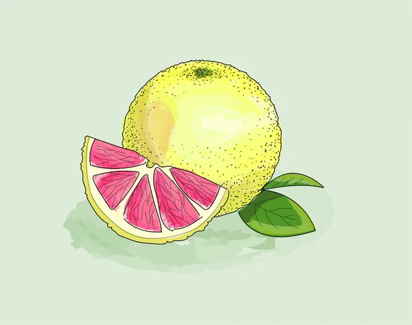 Pomelo Amarillo Rebanada Acuarela Hojas Con Contorno Sólido Tinta Fruta — Vector de stock