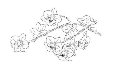 Hand drawn branch of orchid
