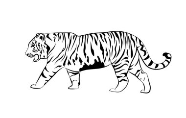 Black and white tiger side view