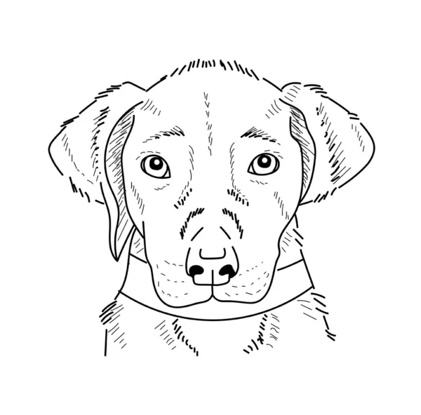 Hand Drawn Puppy Sketch — Stock vektor