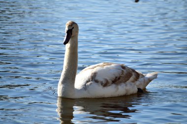 Göl kenarında Kuğu