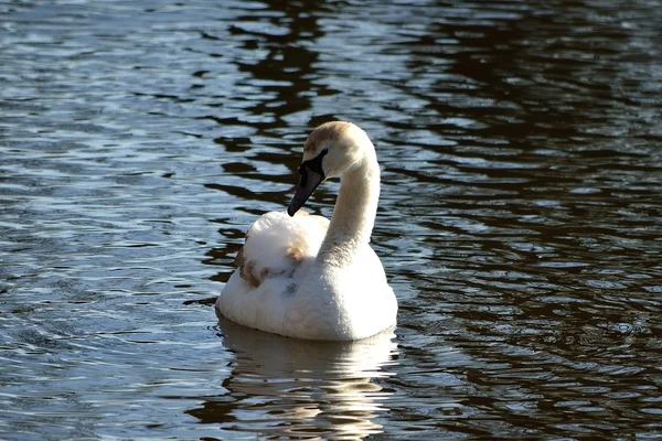 Swan aan het meer — Stockfoto