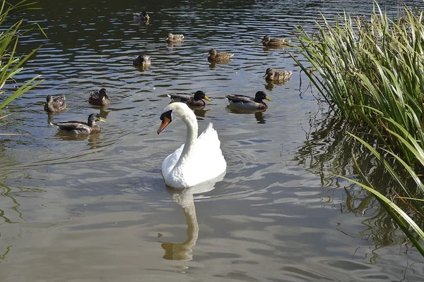 Cisne junto al lago —  Fotos de Stock