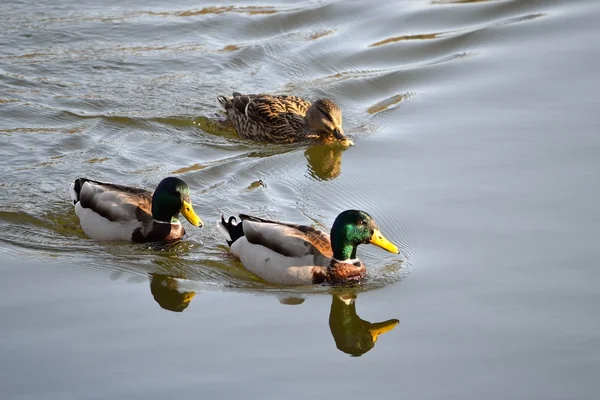 Grupo de patos — Foto de Stock