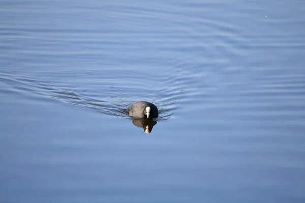 Pták ve vodě — Stock fotografie