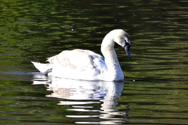 Swan aan het meer — Stockfoto