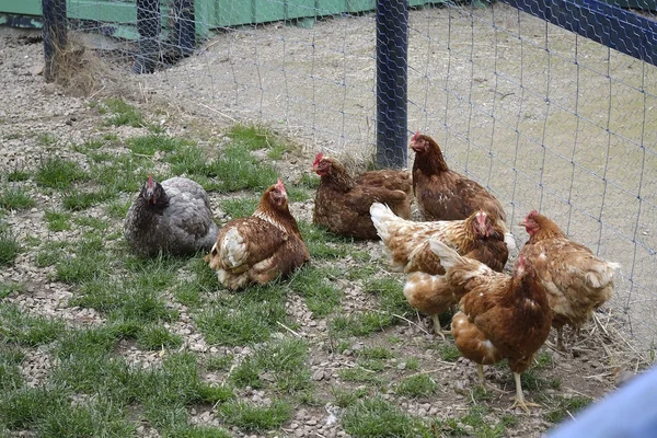 Grupo de pollos Imagen de archivo