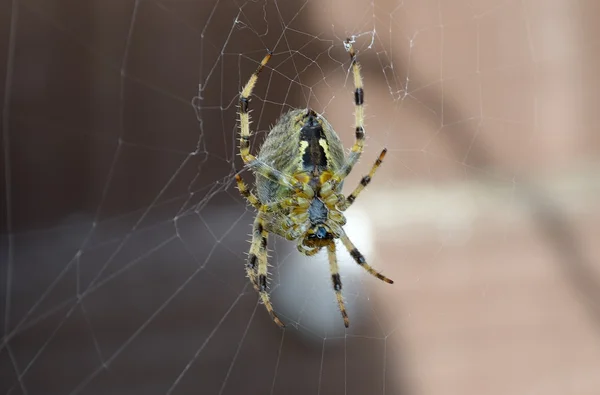 Araña hermosa Fotos De Stock