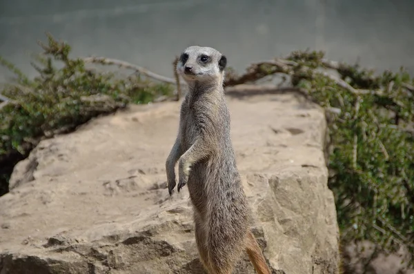 Erdmännchen — Stockfoto