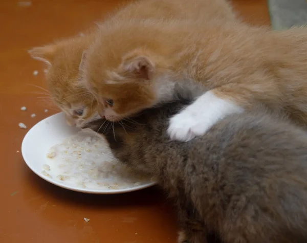 Três Gatinhos Comem Comida Prato Branco — Fotografia de Stock