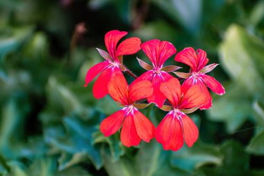 Bahçedeki kırmızı çiçek. Bahçedeki parlak pembe ve kırmızı çiçek grubu. kartpostallar veya diğer işler için bir arkaplan olarak