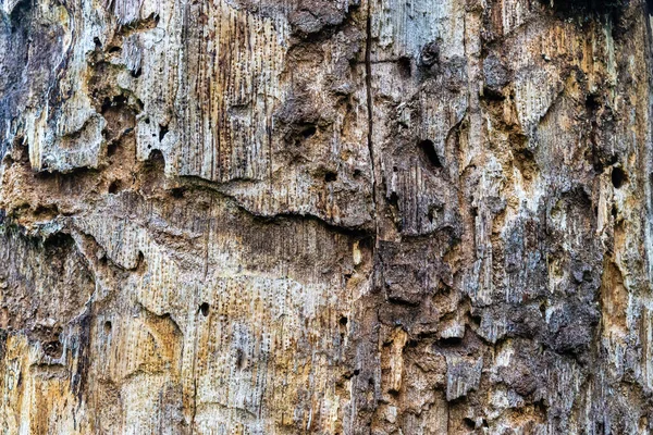 Alte Mit Holz Befallene Fäulnisparasiten Zerbröselten Hintergrundbild Einer Holzmaserung Weiß — Stockfoto