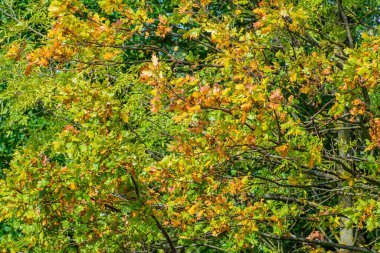 Sonbahar yapraklarının arka planı ormanın kenarında. Doğada güzel bir günün kutlaması.