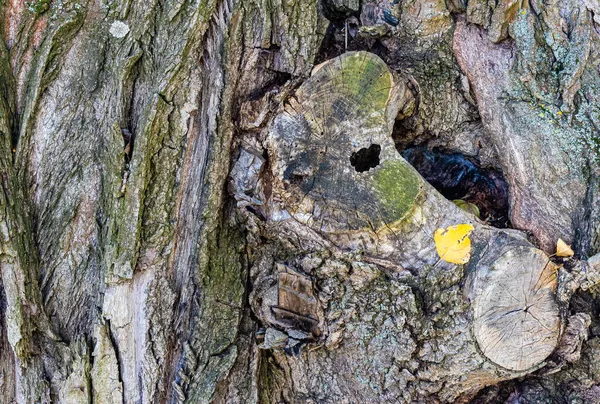 特写镜头的树干上扭曲的灌丛枝条的细部 — 图库照片