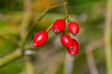Doğada kırmızı bir gül kalçası. Gül kalçası Rosa kanina bitkisi