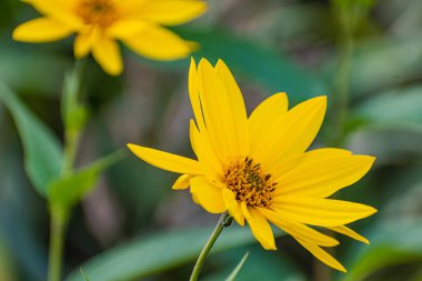 Zirvedeki sarı çiçek, doğadaki çiçek detayı.