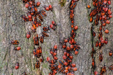 Kırmızı Böcek Spilostethus Pandurus. Tahtadaki kırmızı asker böceği. Bir grup kırmızı böcek güneşte güneşleniyor..