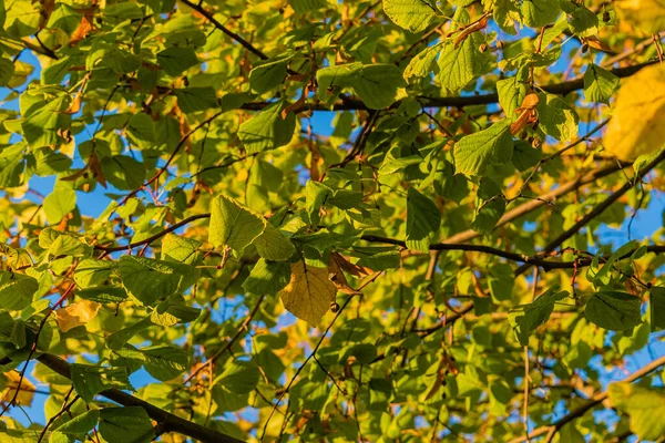 Bunte Äste Gelbe Blätter Gegen Den Blauen Himmel Ein Bild — Stockfoto