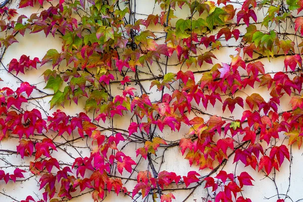 秋天风景的墙上挂着常春藤红色的爬虫 墙上五彩斑斓的树叶 — 图库照片