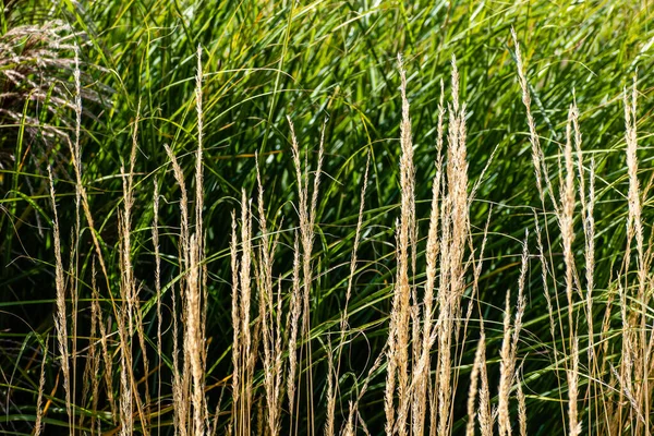 Ξηρό Διακοσμητικό Γρασίδι Φόντο Πράσινου Γρασιδιού Φυσικό Τοπίο — Φωτογραφία Αρχείου
