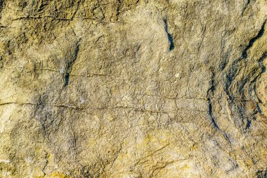 Aşınmış toprağın yüzeyindeki bitki kökleri. Doğal arkaplan veya doku.