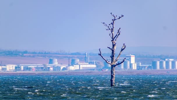 Zoom Auf Einen Baum Der Mitte Des Wasserbereichs Des Sees — Stockvideo