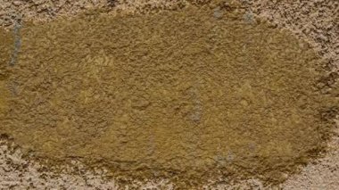 Ormandaki ağaç kabuğunu güneş ışığında kapat. Çatlak kahverengi ağaç gövdesinin dokusu