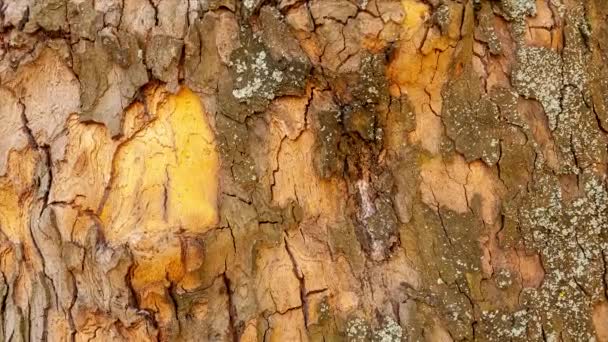 Zbliżenie Kory Drzewa Lesie Naturalnym Świetle Słonecznym Tekstura Pękniętego Brązowego — Wideo stockowe