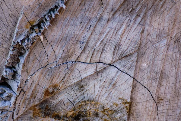Ayrıntılı Grafik Işleme Için Kesilmiş Ağaç Gövdesinin Yakın Plan Fotoğraf — Stok fotoğraf