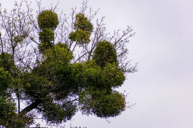 Parazit ökse otu ev sahibini zayıflatır. Günümüz ormanlarında yaygın bir sorun.