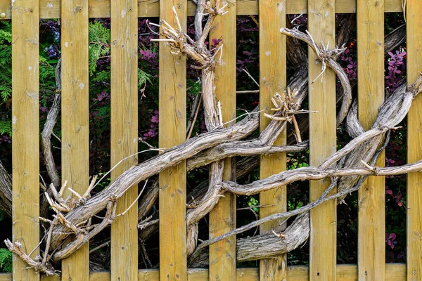 Arbusto Que Crece Través Una Valla Madera Foto Alta Calidad —  Fotos de Stock