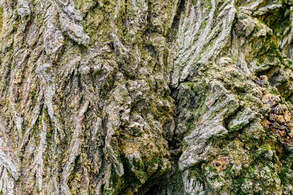 Μια Λεπτομέρεια Από Ένα Παλιό Δέντρο Ένα Μέρος Όπου Ένα — Φωτογραφία Αρχείου