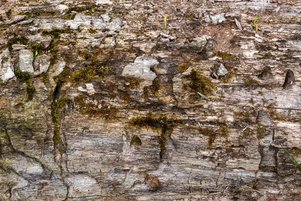 Der Stamm Eines Alten Baumes Verwoben Mit Borkenkäfern Textur Hintergrund — Stockfoto