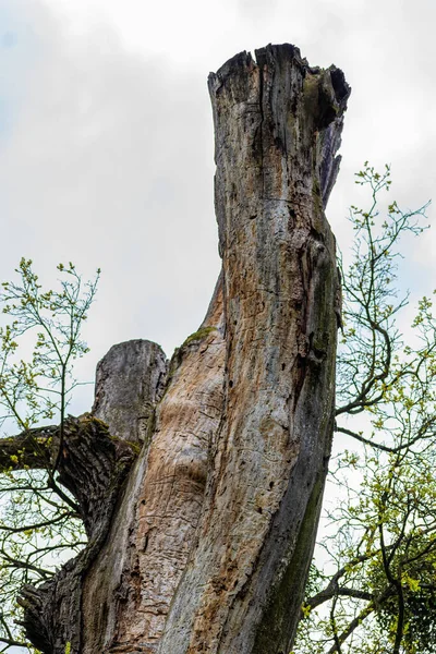死了的橡木树干和树枝在一个森林公园的天空 说明性照片 — 图库照片