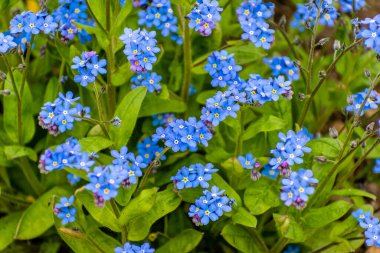 Çiçekli firavun fareleri, bahçelerimizin küçük şirin bir bitkisi. Resimli fotoğraf.