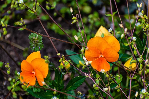 Flowers Pansies Garden Orange Color Illustrative Photo — Stock Fotó