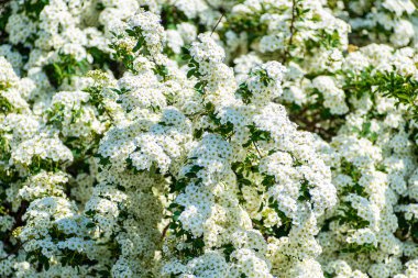 richly blooming hawthorn shrub with overhanging branches. illustrative photo, background