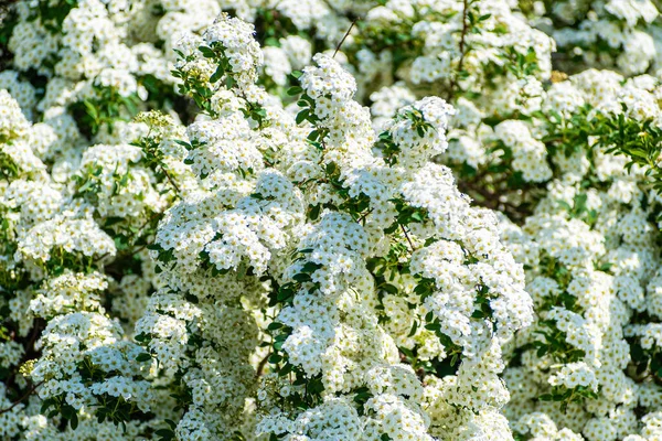 Yükselen dalları olan zengin bir dikenli çalı. Resimli fotoğraf, arkaplan