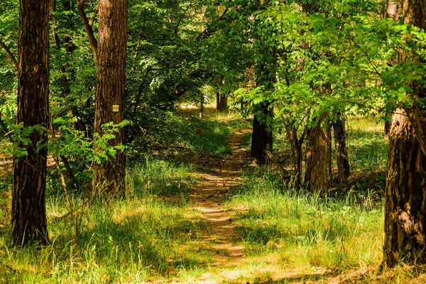 A path between the trees in the castle park in Straznice. Photo to the tourist guide