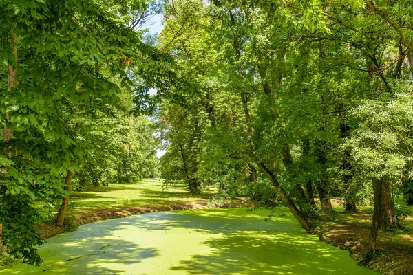 Castle pond in the park in Straznice overgrown with duckweed. Photo to the tourist guide