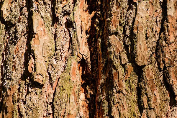 Écorce Grossière Pin Avec Une Fissure Verticale Texture Arrière Plan — Photo