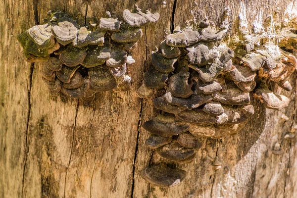 Old Trunk Overgrown Parasitic Wood Destroying Fungi Texture Illustrative Photo — Stock fotografie