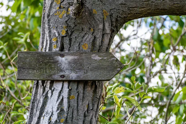 Die Tabelle Auf Dem Baumstamm Weist Den Weg Textur Hintergrund — Stockfoto