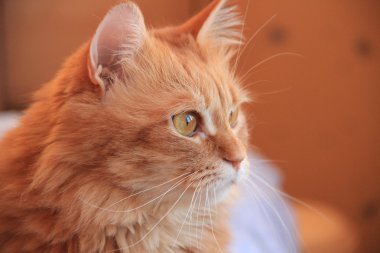 Bir kedinin portresi