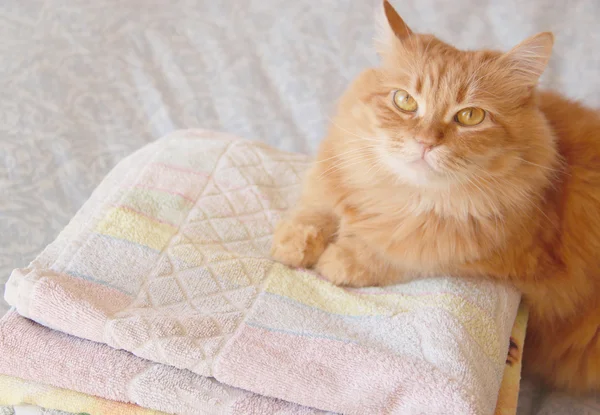 Katt med handdukar Stockfoto