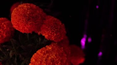 Ölüler günü. Meksika geleneği. Kültür ve din. Mumlar, kafatasları, papel picado, minyatür yiyecekler ve diğer dekorasyonlar. Mini sunak. Dia de los muertos.